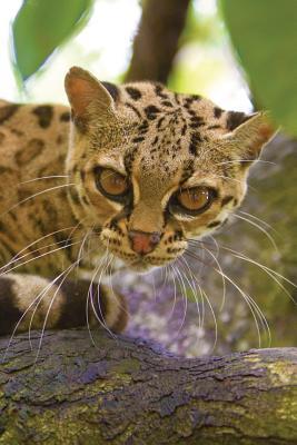 Full Download Great Cats 25: Ndas 365 Blank Journal, Trade Paperback 6- X 9 -  file in ePub