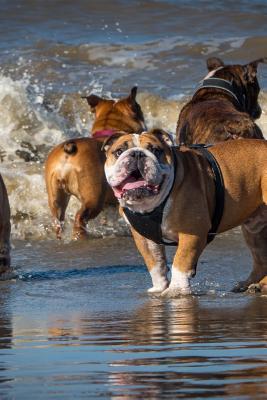 Read English Bulldog Pack at the Beach Journal: Take Notes, Write Down Memories in This 150 Page Lined Journal -  file in ePub