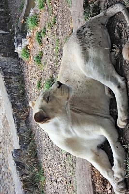 Read Online White Lion  Well, Lioness Journal: 150 Page Lined Notebook/Diary -  | PDF