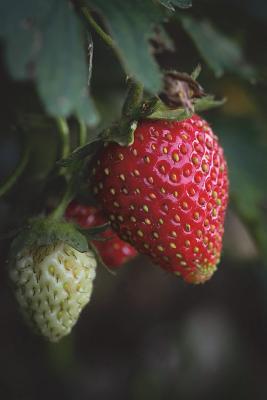 Download Strawberry Plant Journal: 150 Page Lined Notebook/Diary -  | ePub